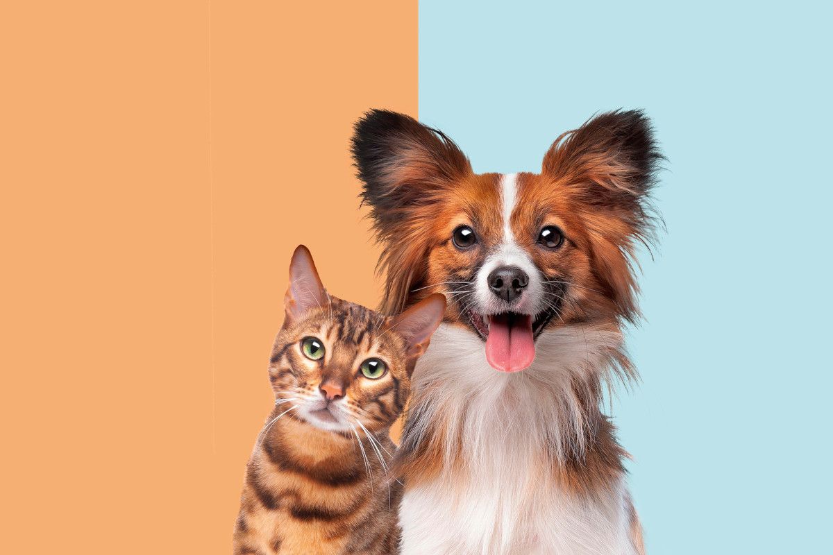 portrait of a cat and dog looking at camera in front of trendy duo tone background